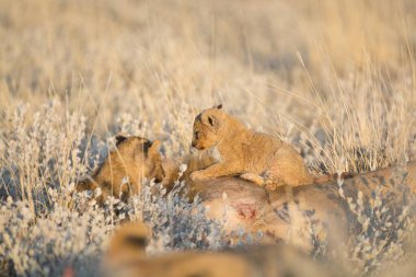 Güney Afrika 'daki Kruger Park' ta aslan yavruları oynuyor..
