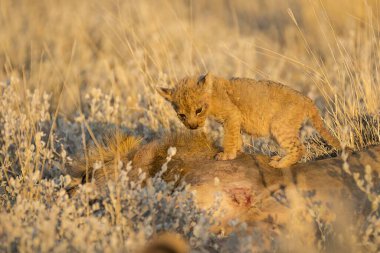 Çita, gün batımında kuru otlarla çitayla besleniyor.