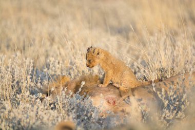Kırmızı aslan (panthera leo) vahşi doğada savanada, botsvana, Afrika