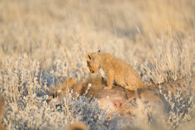 Savanadaki kırmızı aslanlar
