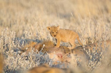 Çöldeki vahşi aslan