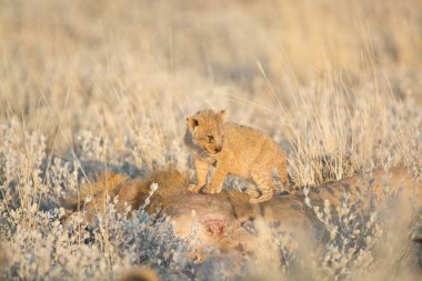Genç bir kediyle kırmızı aslan