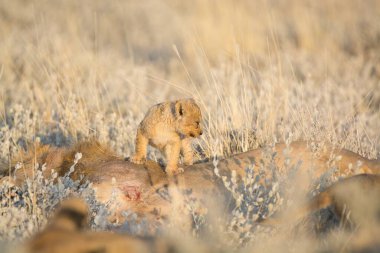 Çöldeki vahşi aslan