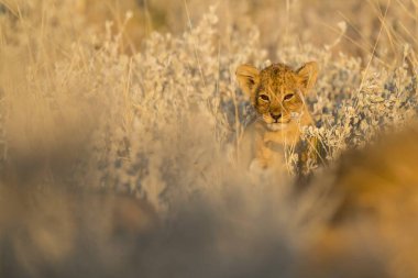 Güzel kızıl tilki vahşi doğada