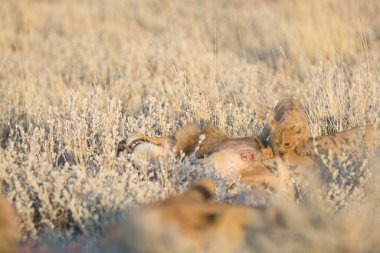 Çöldeki bir grup vahşi hayvan.