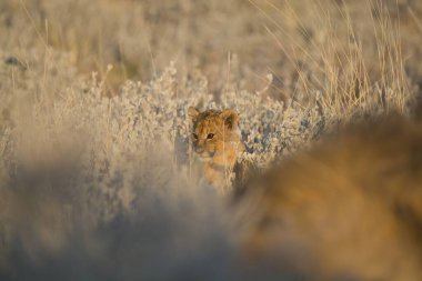 Çimlerde vahşi bir aslan