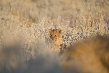 Aslan yavrusu güneş ışığıyla çimenlerde yürüyor..