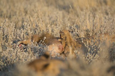 Ormanda vahşi aslan