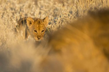 Çimlerde kırmızı kedi