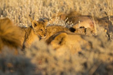Aslan ın kruger national park, Güney Afrika