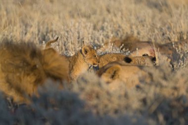 Bir grup vahşi hayvan çölde, namibya 'da