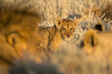 Kuru çimenlerde aslan yavrusu