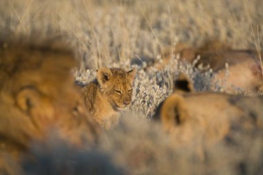 Vahşi hayvanlar, seçici odaklanma