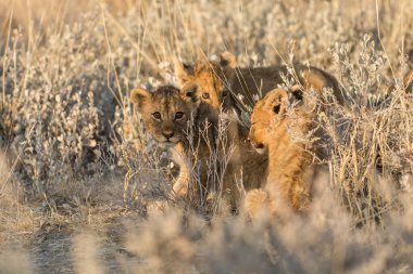 Çimenlerdeki aslan yavrusu