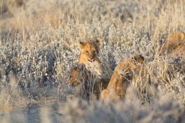 Genç ve güzel bir aslan resmi.