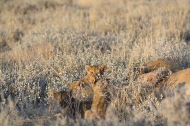 Aslan yavrusu çimlerde