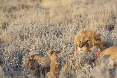 Bir aslan yavrusu ve anne çimenlerde.