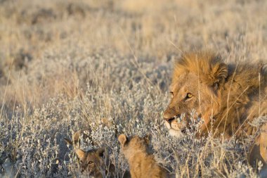 Aslan ailesi çimenlerde yürüyor..