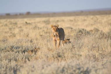 Kenya bozkırında vahşi aslanlar