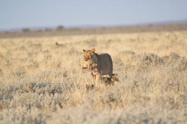Baharda vahşi atlar