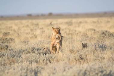 Namibya bozkırında vahşi bir çita.