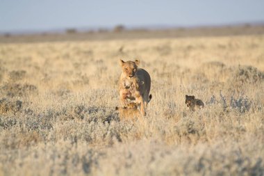Çölde vahşi atlar