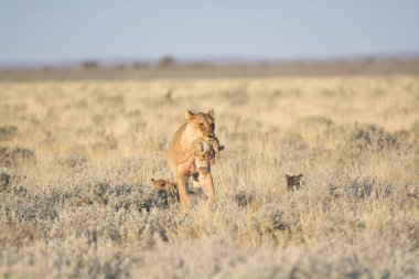 Genç ve sevimli vahşi atlar Utah Çölü 'nde, Utah Çölü' nde, arka planda, kuru çimlerde koşuyorlar..