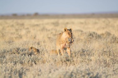 Namibya 'daki vahşi aslan
