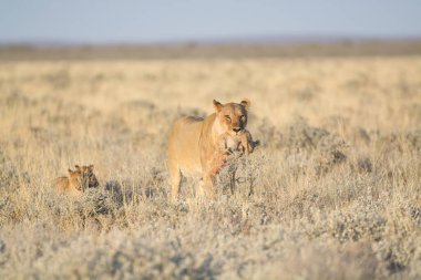 Çölde bir çift vahşi aslan.