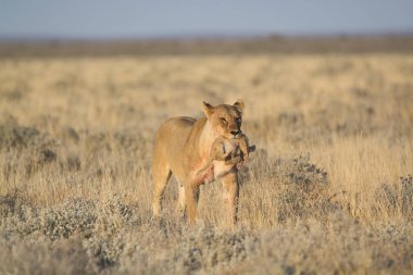 Annesiyle birlikte kırmızı aslan.