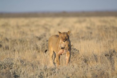 Afrika çölünde vahşi bir aslan.