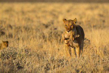 Kızıl Tilki ve onun genç yavrusu, Güney Afrika