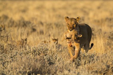 Güney Afrika 'daki Kruger Ulusal Parkı' nda aslan yavruları.