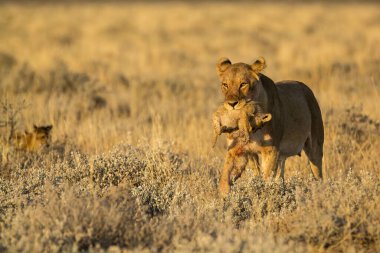 Savanada bir çift vahşi aslan