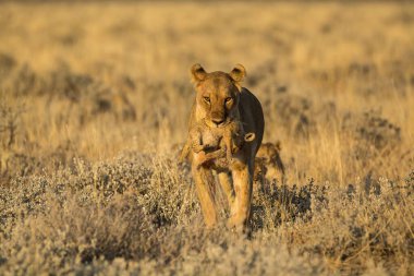 Vahşi aslan yavrusu çimenlerde yürüyor.