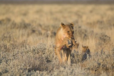 Bahar mevsiminde genç ve vahşi bir geyik.