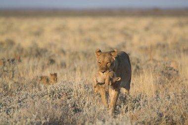 Afrika 'daki Kruger Ulusal Parkı' nda çimlerde genç bir aslan