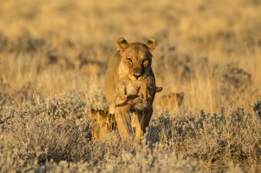 Bahar mevsiminde çimlerde bebeğiyle aslan yavrusu