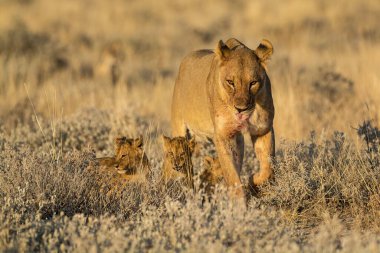 Vahşi aslanlar, hayvanlar, hayvanlar
