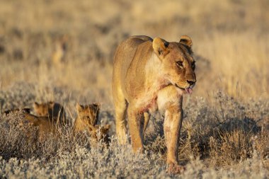 Etoşa Milli Parkı, Namibya 'da aslan ve aslan