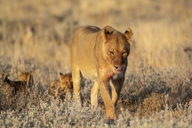 Savanadaki bir grup aslan.