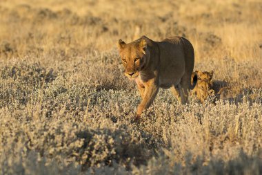 Vahşi aslan yavrusu.