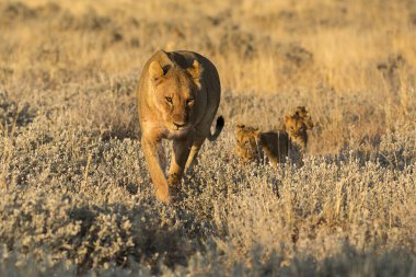 Otların arasında yürüyüş aslan yavrusu