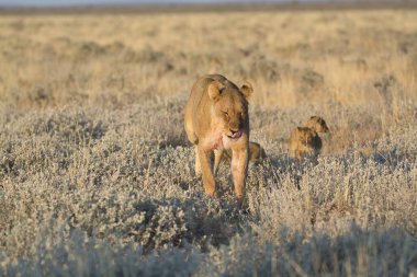 Vahşi hayvanlar ve vahşi aslanlar bozkırda