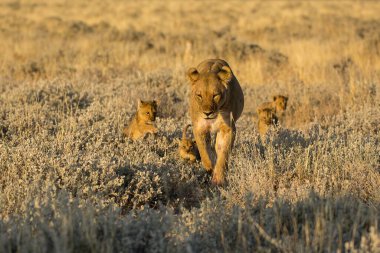 Çimenlerdeki vahşi aslanlar