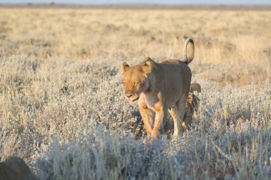 Vahşi aslan savanadaki kuru çimlerde yürüyor.