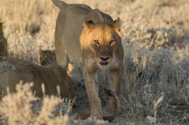 Namibya 'nın ulusal yaban hayatında aslanlar