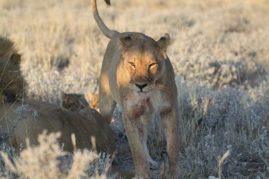 Kalahari Çölü Botsvana 'nın güzel vahşi yaşamı