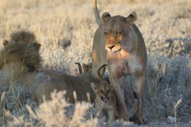 Bir grup aslan savanda, namibya, Afrika, Afrika 'da