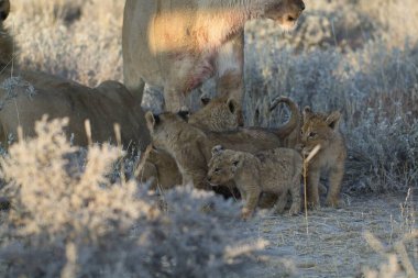 Vahşi hayvanlar, aslan, doğa.